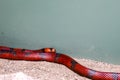 Colorful dangerous looking but nonpoisonous snake, Milksnake Royalty Free Stock Photo