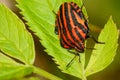 Red black striped shield bug sitting on a flower