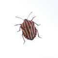 Red black striped shield bug on a white background