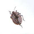 Red black striped shield bug on a white background
