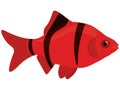 Red with black stripes barbus sumatra fish vector illustration