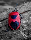 Red and black suited gentelman bug Royalty Free Stock Photo