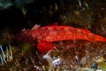 The red-black triplefin Tripterygion tripteronotum Royalty Free Stock Photo