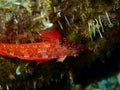 The red-black triplefin Tripterygion tripteronotum Royalty Free Stock Photo