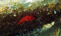 The red-black triplefin Tripterygion tripteronotum