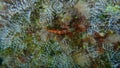 Red-black triplefin Tripterygion tripteronotum male undersea Royalty Free Stock Photo