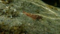 Red-black triplefin Tripterygion tripteronotum male undersea, Aegean Sea Royalty Free Stock Photo