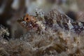 Red-black triplefin Tripterygion tripteronotum Royalty Free Stock Photo