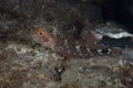 Red-black triplefin Tripterygion tripteronotum Royalty Free Stock Photo