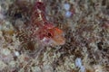 Red-black triplefin Tripterygion tripteronotum Royalty Free Stock Photo