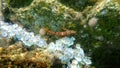 Red-black triplefin (Tripterygion tripteronotum) undersea, Aegean Sea, Greece, Halkidiki Royalty Free Stock Photo