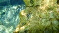 Red-black triplefin (Tripterygion tripteronotum) undersea, Aegean Sea Royalty Free Stock Photo