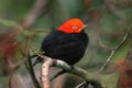 Red & black tropical bird of Belize