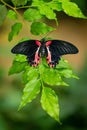 Red and black tropical butterfly resting on the branch