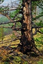 Red black trunk of burnt coniferous tree with branches and root after fire among green grass in forest. Warm light Royalty Free Stock Photo