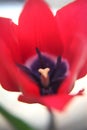 Red And Black Tulip Close-up Royalty Free Stock Photo