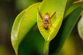 Red and black wasp Apocrita sitting on a green leaf