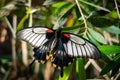 Red, black, and white butterfly on a green leaf Royalty Free Stock Photo