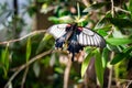 Red, black, and white butterfly on a green leaf Royalty Free Stock Photo