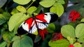 Red Black White Butterfly perched on a leaf brunch Royalty Free Stock Photo