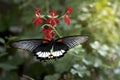 red black and white butterfly sitting on top of the Royalty Free Stock Photo