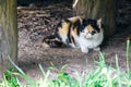 Red, black and white cat in a countryside. A tricolor cat sitting on the ground. Calico lady cat with yellow eyes. Royalty Free Stock Photo