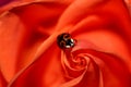 Ladybug beetle on red rose