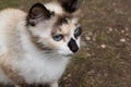 Red, black, white sad cat with blue eyes Royalty Free Stock Photo