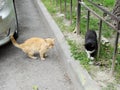 Red and black with white spots cats. scene on a city street. Royalty Free Stock Photo