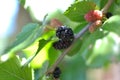 Detail of wild berries plant