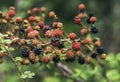 Close up view of a bunch of blackberry.