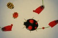 Red, black and yellow ladybugs. Petals of red poppies. Nature and environment. Composition on old paper texture
