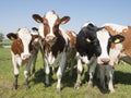 Red and black young holstein cows in dutch green grassy meadow under blue sky in holland Royalty Free Stock Photo