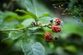 Red blackberry fruits on a plant grown in southern Brazil Royalty Free Stock Photo