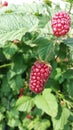 Red blackberry in the garden Royalty Free Stock Photo