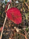 Solo Red Blackberry Leaf on Stem 04 Royalty Free Stock Photo