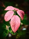 Red Blackberry Leaves Close Up Royalty Free Stock Photo