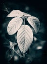 Red Blackberry Leaves Close Up - Black and White
