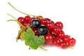 Red and Blackcurrants with Green Leaves Isolated on White Background