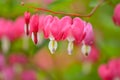 Red bleeding heart flowers bloom in the spring perennial garden Royalty Free Stock Photo