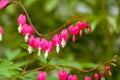 Red bleeding heart flowers bloom in the spring perennial garden Royalty Free Stock Photo