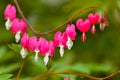 Red bleeding heart flowers bloom in the spring perennial garden Royalty Free Stock Photo