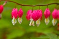 Red bleeding heart flowers bloom in the spring perennial garden Royalty Free Stock Photo