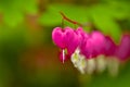 Red bleeding heart flowers bloom in the spring perennial garden Royalty Free Stock Photo