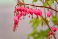 Red bleeding heart flowers bloom in the spring perennial garden Royalty Free Stock Photo