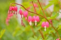 Red bleeding heart flowers bloom in the spring perennial garden Royalty Free Stock Photo