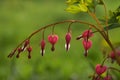 Red bleeding heart flowers Royalty Free Stock Photo