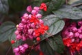 Red Bleeding Heart Vine flowers Royalty Free Stock Photo