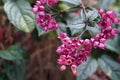 Red Bleeding Heart Vine flowers Royalty Free Stock Photo