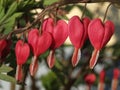 Red bleeding-hearts flower blooming Royalty Free Stock Photo